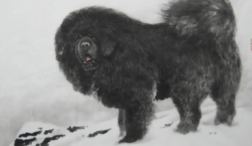 藏獒灰色多么（纯白色藏獒）