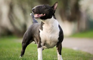 英国牛头梗犬（牛头梗犬智商排名）