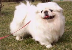 我国犬种有哪些（全世界最多的纯种犬国是）