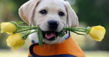 拉布拉多好吃还是金毛好吃（金毛狗和拉布拉多狗的区别）