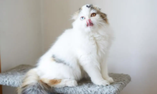 苏格兰立耳猫是什么品种（苏格兰折耳猫的性格特点）