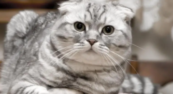 什么是假折耳猫（折耳猫的耳朵特征）