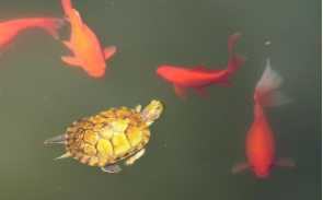 金鱼的体长和全长（乌龟体长）