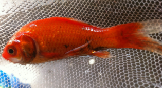 金鱼鱼体变黑怎么办（金鱼黑斑病的治疗方法）