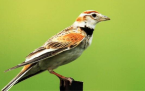 百灵鸟的形态特征（百灵鸟的分类）