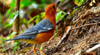 地鸫有几种（橙头地鸫是几级保护动物）