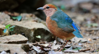 后背蓝色的常见鸟（蓝色的像喜鹊一样的鸟）