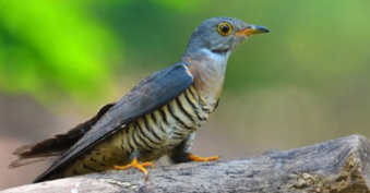 杜鹃的特点（杜鹃鸟月份）