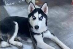 哈士奇不会叫是怎么回事呢（哈士奇怎么看纯不纯）