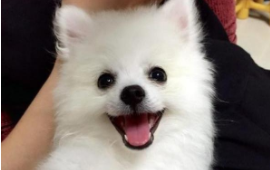 博美几个月开始认主人（小博美几岁能听懂人说话）