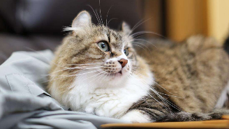 高地立耳猫寿命是多久（高地猫是大型猫吗）