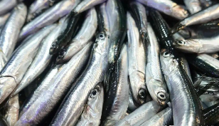 堤鱼又叫什么鱼（鳀鱼是淡水鱼还是海水鱼）