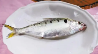 西江黄鱼是什么鱼（广东鲚鱼是什么品种）