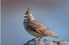 百灵鸟的介绍（变异百灵鸟的特征）