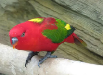 红色鹦鹉是什么品种（全身红的鹦鹉）