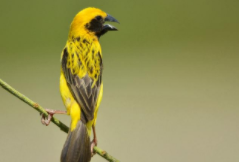 金丝雀品种资料（什么品种的金丝雀最贵）