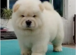 买松狮幼犬价格一般多少钱一只（养松狮犬每月大概花费多少钱）