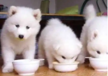 小萨摩吃什么好消化（萨摩耶可以吃什么）