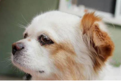 狗狗的眼泪像水一样流怎么回事（狗狗眼睛一直流眼泪）