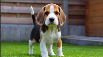 比格犬长大后还会调皮吗（小时候调皮的孩子长大后怎么样）