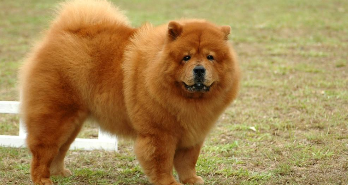 松狮狗能长多少斤重（大骨鸡能长多重）