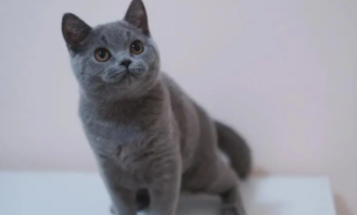 印尼猫品种（进口猫品种）