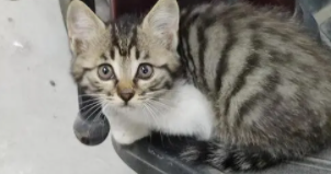 十大最适合新手养的猫（容易养的猫排行榜）