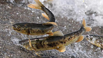 没有鱼鳞的鱼（中医说的无鳞鱼是哪些）