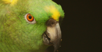  大黄帽鹦鹉和小黄帽区别（小黄帽亚马逊怎么看品相）