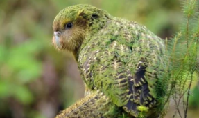 不会飞的鹦鹉是什么品种（排名前10最会说话鹦鹉）