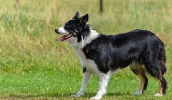 十大聪明犬排名（世界犬智商排名）