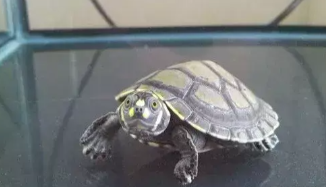 乌龟闭眼不动,四肢伸展出来,碰它不动（乌龟伸着头和四肢一动不动）