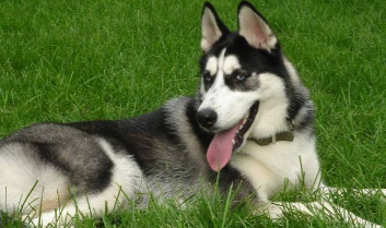 哈士奇什么颜色最贵（哈士奇可以穷养吗）