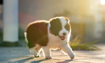 边境牧羊犬的喂养方法（边境牧羊犬的毛发护理）