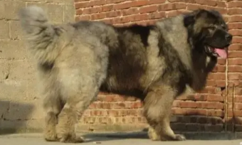 高加索有几个颜色（高加索有白色的吗）