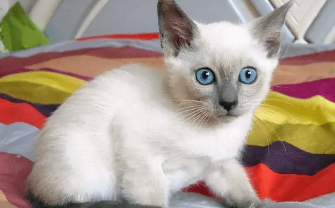 暹罗猫如何看纯不纯（如何看暹罗猫品相）