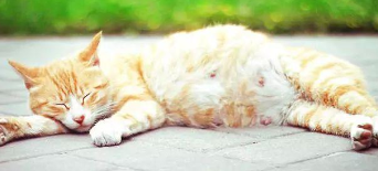 猫咪刚怀上宝宝的表现（猫咪生宝宝前的征兆）