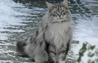 有蓬松大尾巴的是啥猫（8种蓬松的猫品种介绍）