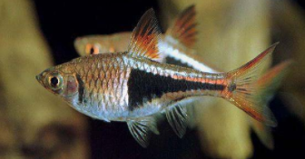 三角灯鱼寿命（霓虹灯鱼的寿命有多长）