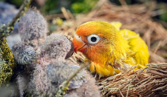 怎么判断牡丹鹦鹉卡蛋了没有（牡丹鹦鹉要下蛋的表现）