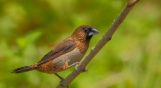 文鸟适合哪种鸟窝（文鸟鸟窝怎么摆放）