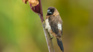 文鸟哪种品质最好（文鸟适合哪种鸟窝）