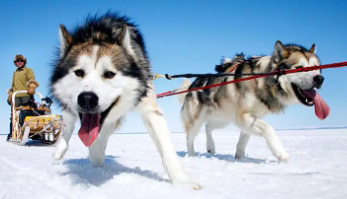 雪橇犬一般是什么狗（三种雪橇犬区别）
