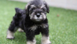 雪纳瑞智商有多高（西高地犬和雪纳瑞区别）