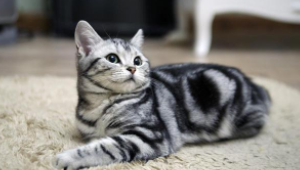 日本短尾猫的优点（短尾猫好吗）