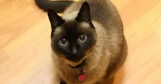 虎斑暹罗和暹罗猫区别（暹罗猫品种怎么区分）