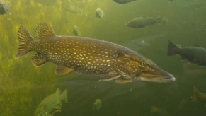 褐色斑点的鱼叫什么鱼（白斑鱼又叫什么）