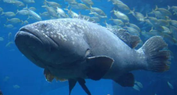 中巨石斑鱼（龙趸石斑鱼的营养价值）