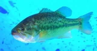 鲈鱼是淡水鱼还是海鱼（抗癌最强的淡水鱼）