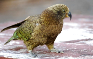 啄羊鹦鹉可以饲养吗（哪种鹦鹉不能私人养）